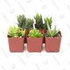 Haworthia Is Fun to Say and Today You Can Get 5 of These Succulents for Just $15